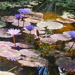 McKee Botanical Garden - Vero Beach