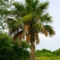 Pelican Island National Wildlife Refuge - Vero Beach