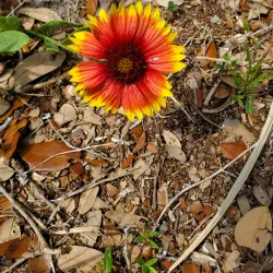 Pelican Island National Wildlife Refuge - Vero Beach