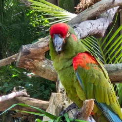 Palm Beach Zoo & Conservation Society - West Palm Beach