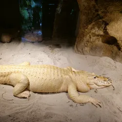 Palm Beach Zoo & Conservation Society - West Palm Beach