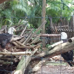 Palm Beach Zoo & Conservation Society - West Palm Beach