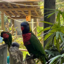 Palm Beach Zoo & Conservation Society - West Palm Beach