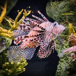 South Florida Science Center and Aquarium - West Palm Beach