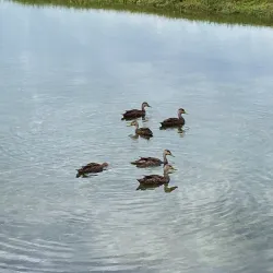 Bonaventure Golf Club - Weston