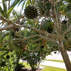 Peace Mound Park - Weston