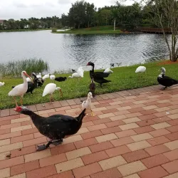 Peace Mound Park - Weston