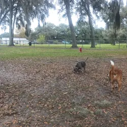 Zephyrhills Dog Park - Zephyrhills