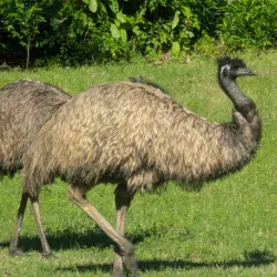 Chehaw Park & Zoo - Albany