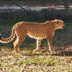 Chehaw Park & Zoo - Albany
