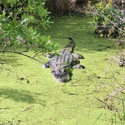 Chehaw Park Golf Course - Albany