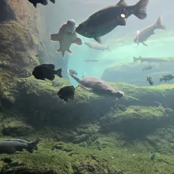 Flint RiverQuarium - Albany