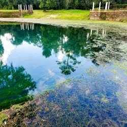 Radium Springs Gardens - Albany