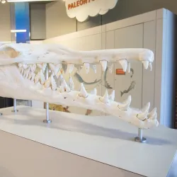 Thronateeska Railroad Depot - Albany