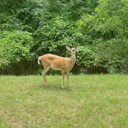 Big Creek Greenway - Alpharetta