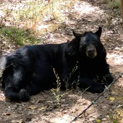 Bear Hollow Zoo - Athens