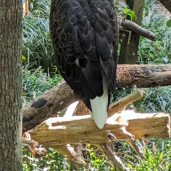 Bear Hollow Zoo - Athens