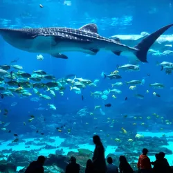 Georgia Aquarium - Atlanta