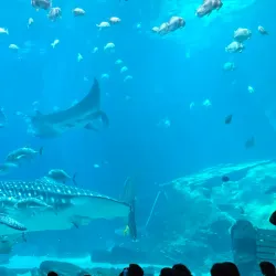 Georgia Aquarium - Atlanta