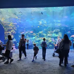Georgia Aquarium - Atlanta