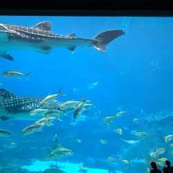 Georgia Aquarium - Atlanta