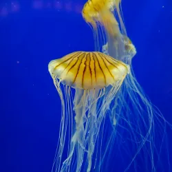 Georgia Aquarium - Atlanta