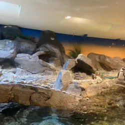 Georgia Aquarium - Atlanta