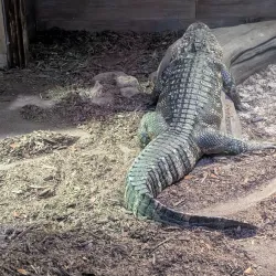 Georgia Aquarium - Atlanta