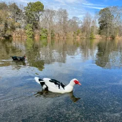 Piedmont Park - Atlanta
