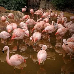 Zoo Atlanta - Atlanta