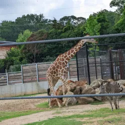 Zoo Atlanta - Atlanta