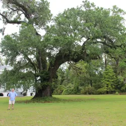 Hampton Plantation State Historic Site - Augusta