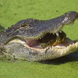 Phinizy Swamp Nature Park - Augusta
