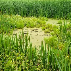 Phinizy Swamp Nature Park - Augusta