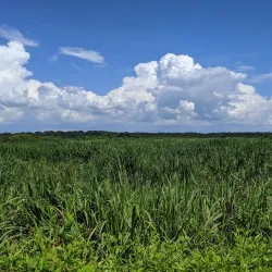 Phinizy Swamp Nature Park - Augusta