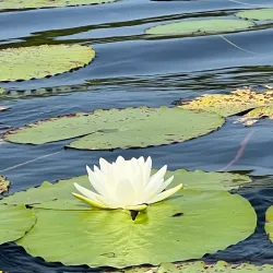 Lake Seminole State Park - Bainbridge