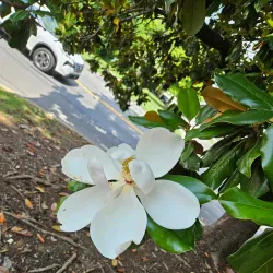 Calhoun City Park - Calhoun