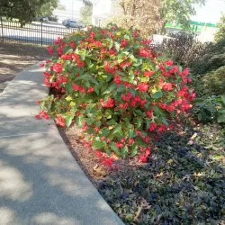 Calhoun City Park - Calhoun