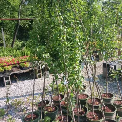 Calhoun Farmers Market - Calhoun