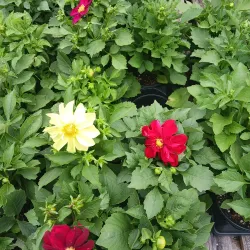 Calhoun Farmers Market - Calhoun