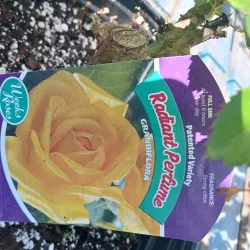 Calhoun Farmers Market - Calhoun