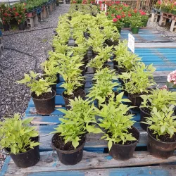 Calhoun Farmers Market - Calhoun