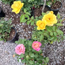 Calhoun Farmers Market - Calhoun