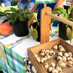 Carrollton Farmers Market - Carrollton
