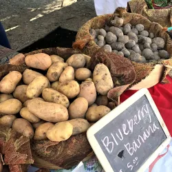 Carrollton Farmers Market - Carrollton