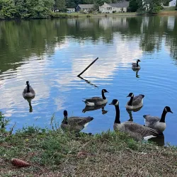 Carrollton GreenBelt - Carrollton