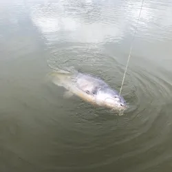 Allatoona Lake - Cartersville