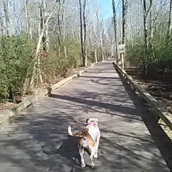 Big Creek Greenway - Cumming