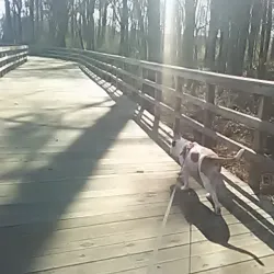 Big Creek Greenway - Cumming