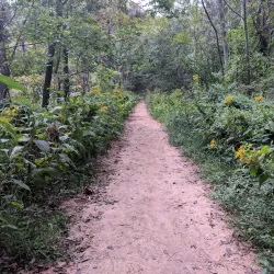 The Appalachian Trail near Dahlonega - Dahlonega